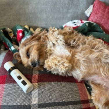 Silent Pet Pro Nail Trimmer